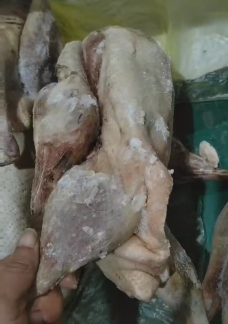 三级鹅有货