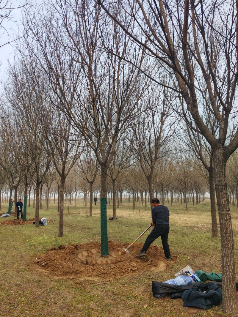 18公分定植国槐原生冠量大