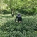 茶叶