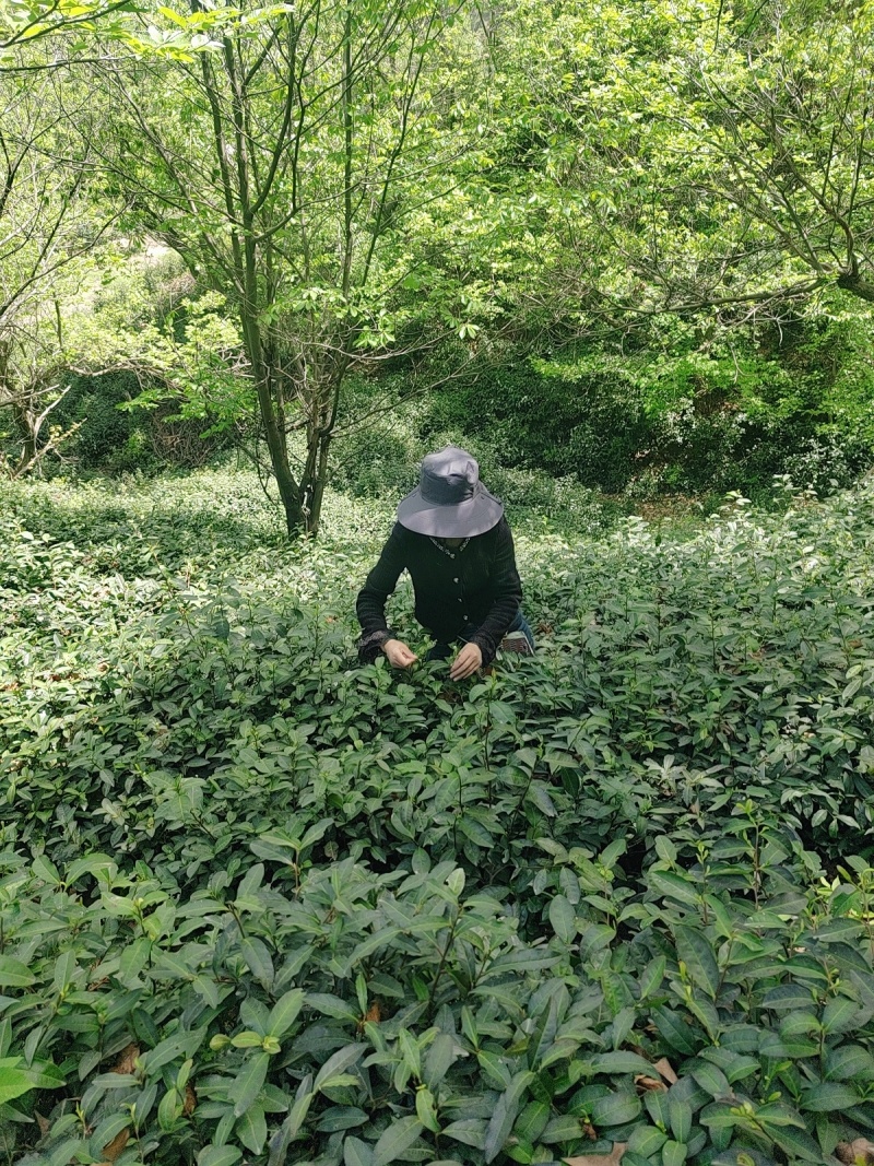 茶叶