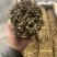 铁皮石斛