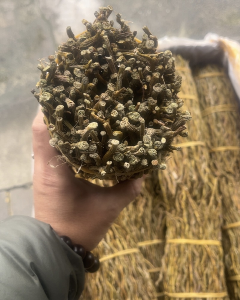 铁皮石斛