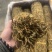 铁皮石斛