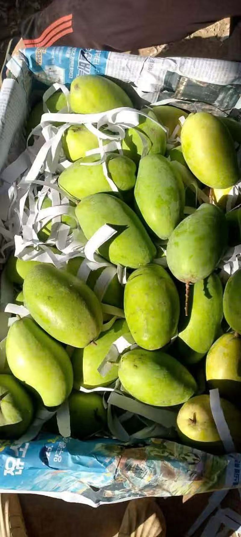 芒果一件代发