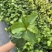钦蜜9号嫁接苗