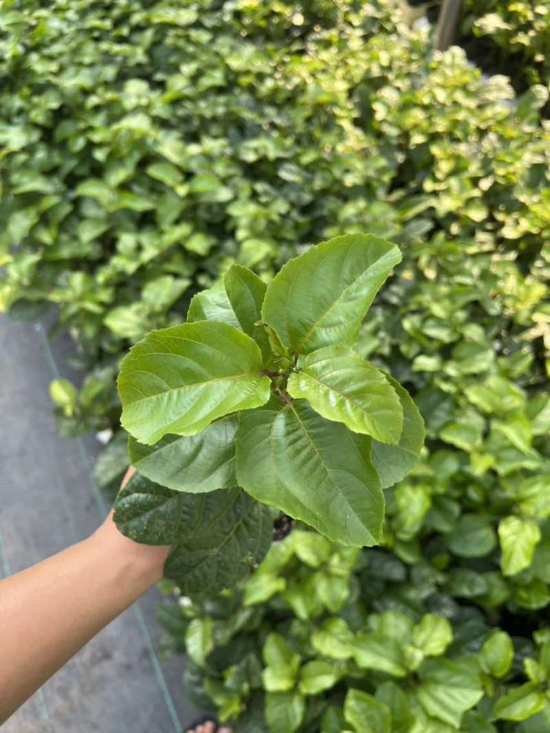 钦蜜9号嫁接苗