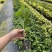 钦蜜9号嫁接苗