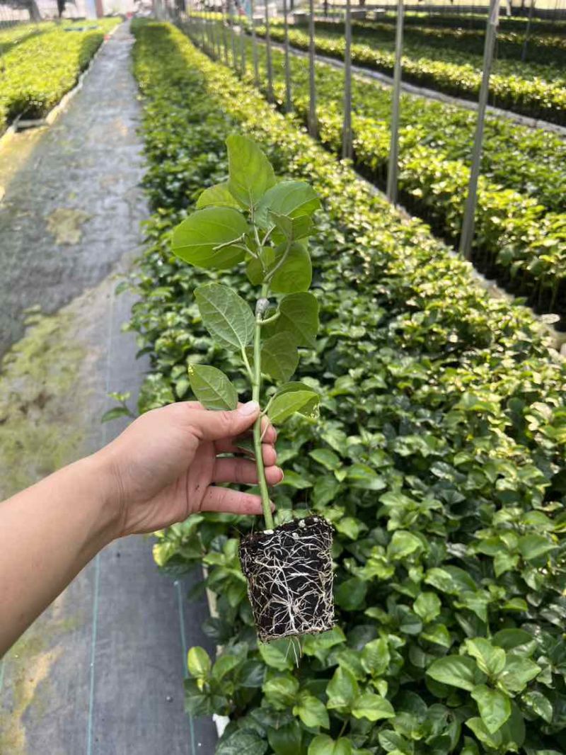 钦蜜9号嫁接苗