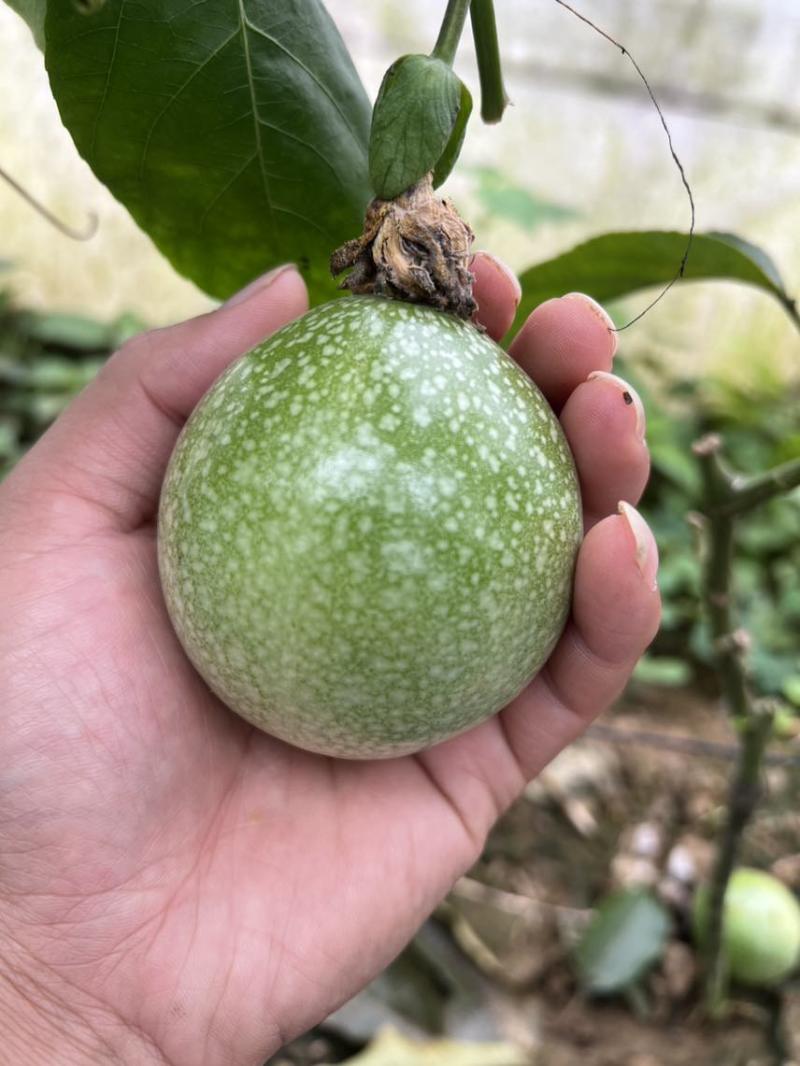 钦蜜9号嫁接苗