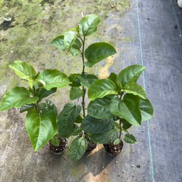 钦蜜9号嫁接苗