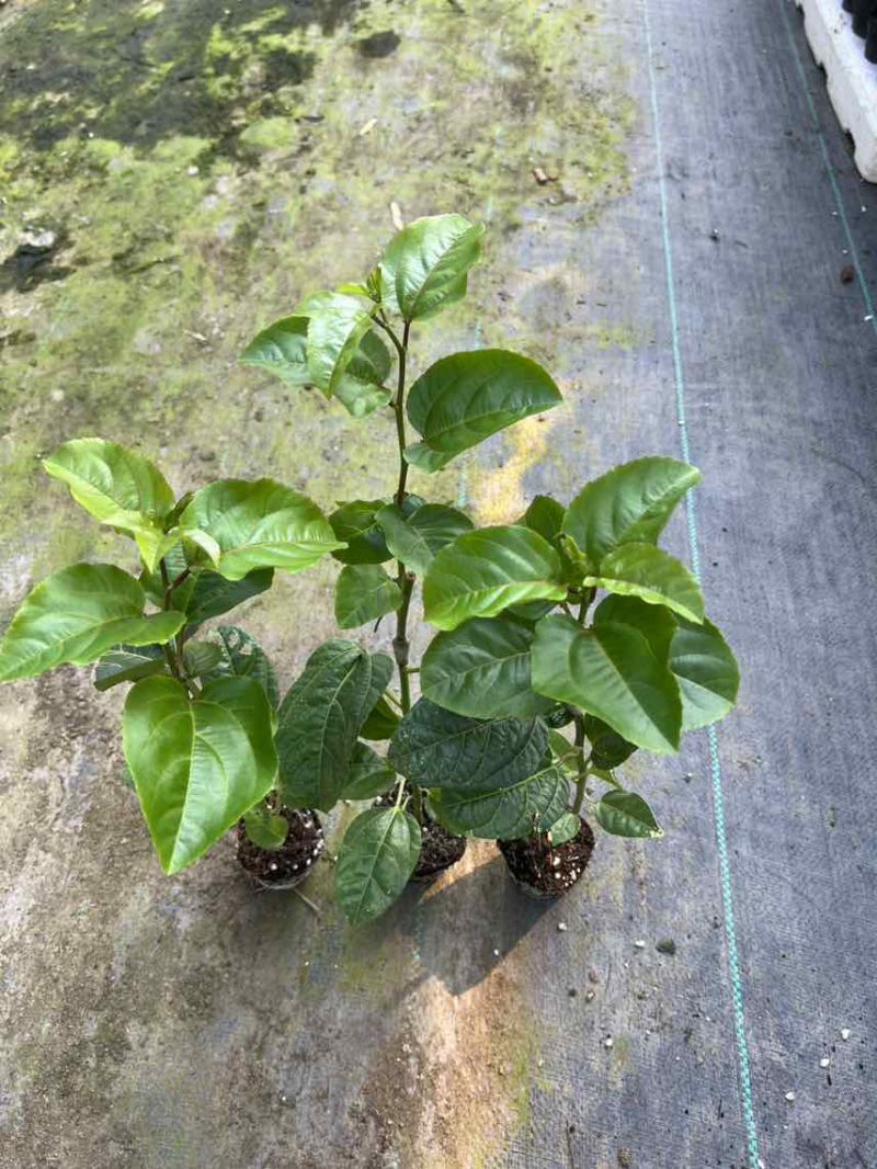 钦蜜9号嫁接苗