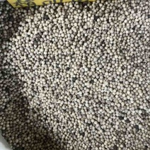 海南精品白胡椒物美价廉欢迎咨询
