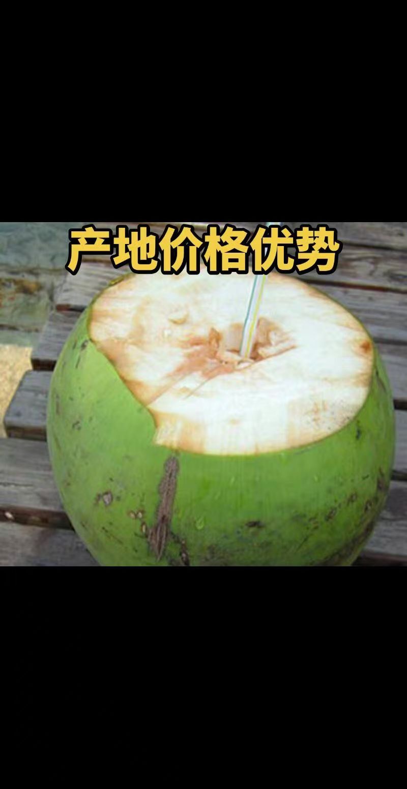 海南文昌东郊椰林直采直发