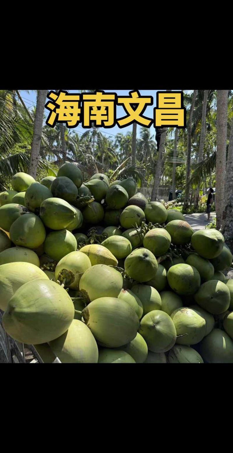 海南文昌东郊椰林直采直发