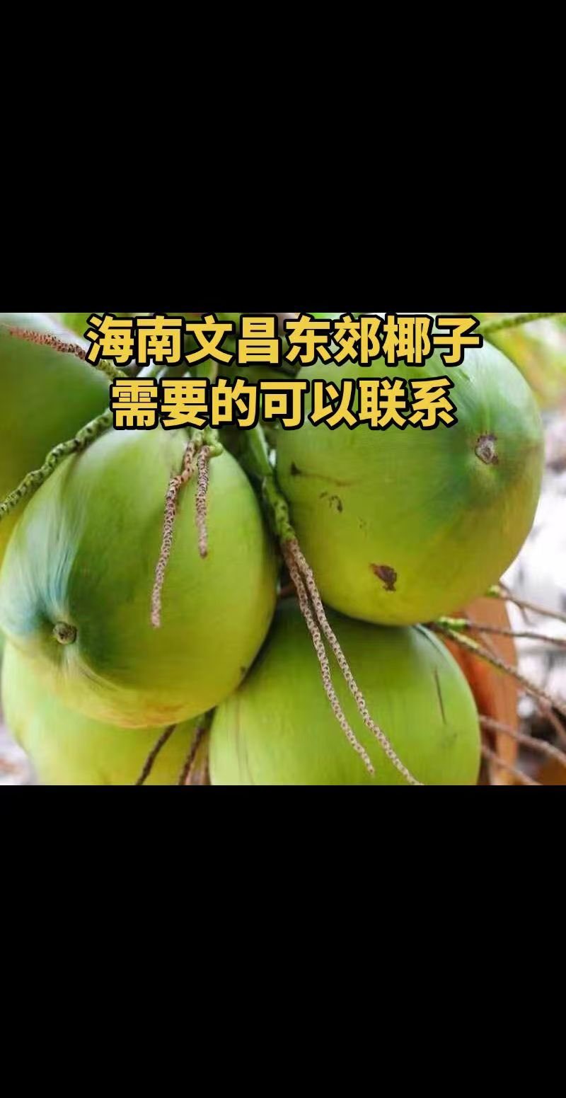 海南文昌东郊椰林直采直发