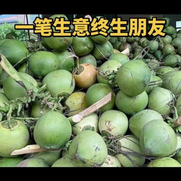 海南文昌东郊椰林直采直发