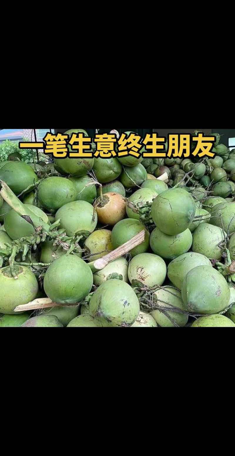 海南文昌东郊椰林直采直发