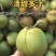 海南文昌东郊椰林直采直发