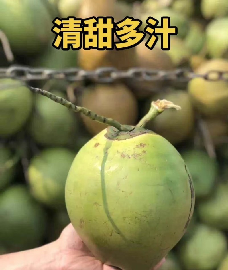 海南文昌东郊椰林直采直发