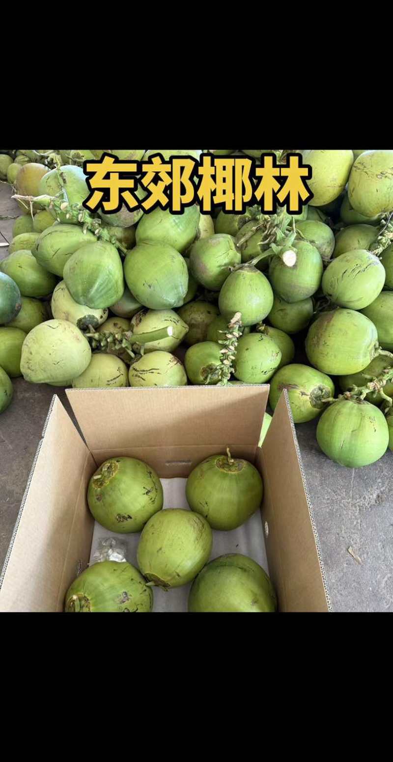 海南文昌东郊椰林直采直发