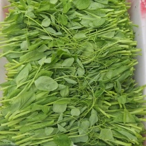 贵州遵义豌豆尖，天然产品绿色食品价格美丽