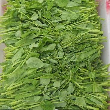 贵州遵义豌豆尖，天然产品绿色食品价格美丽