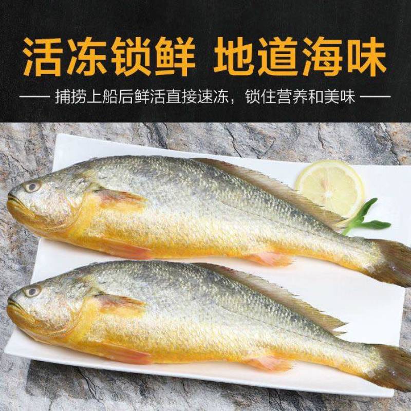 深海黄花鱼5条起发可以批发(300-400g每条)