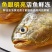 深海黄花鱼5条起发可以批发(300-400g每条)