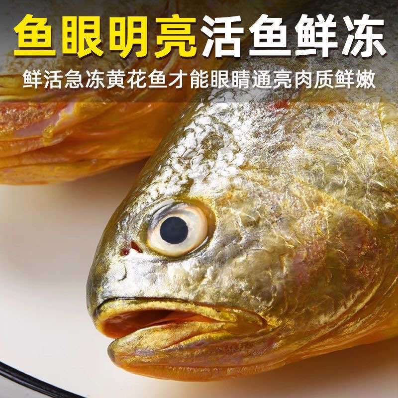 深海黄花鱼5条起发可以批发(300-400g每条)