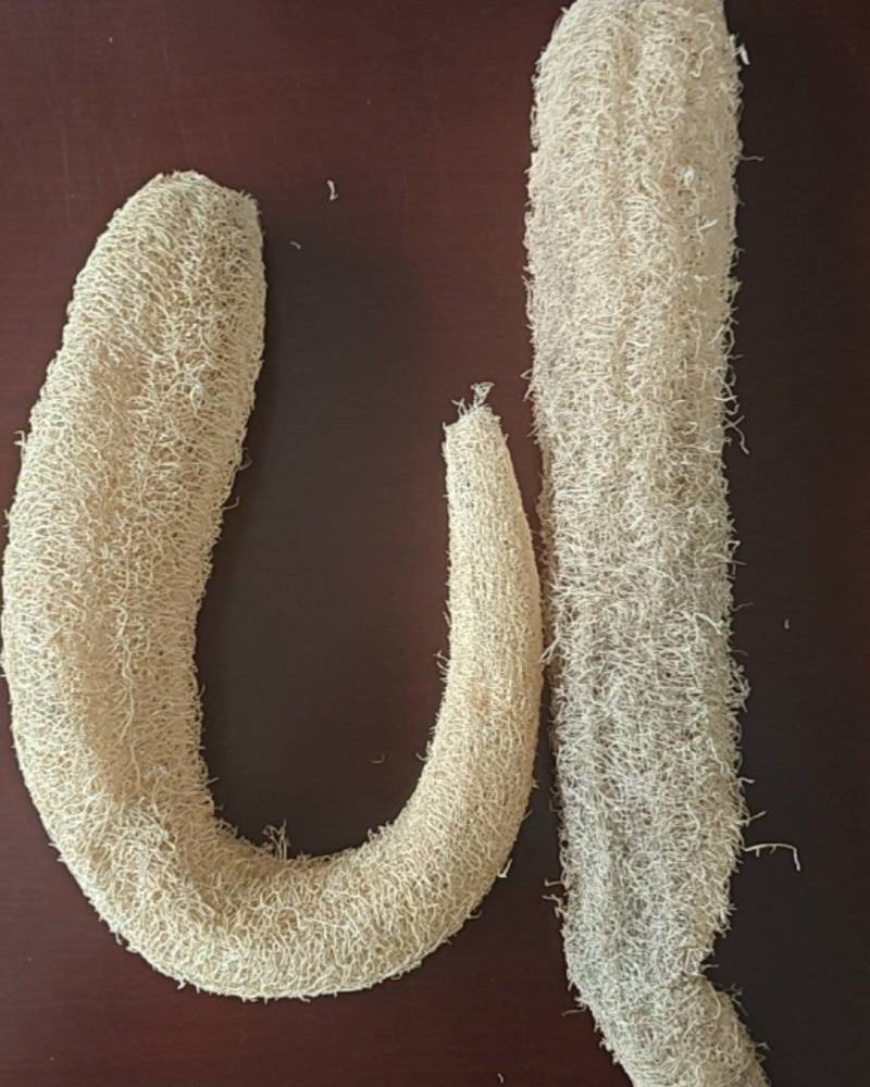 丝瓜络