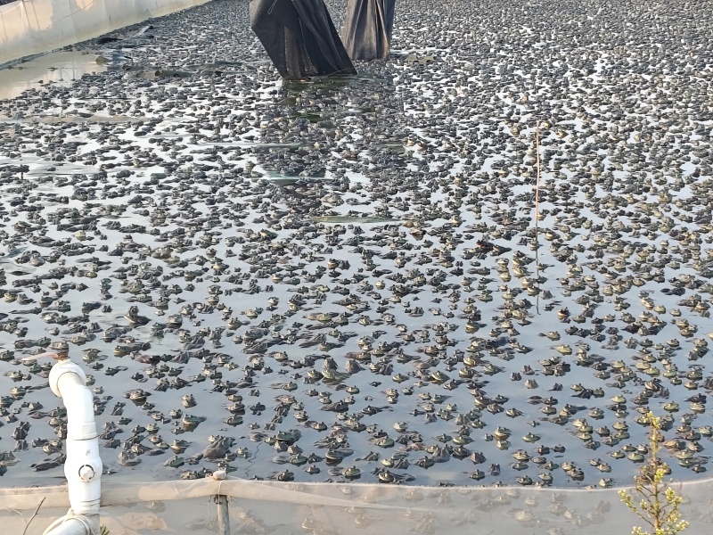 汉寿牛蛙