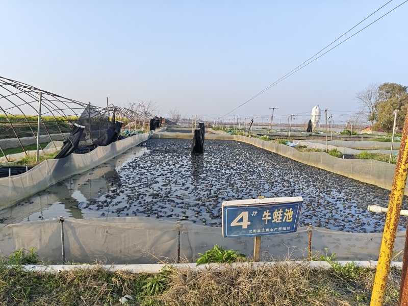 汉寿牛蛙