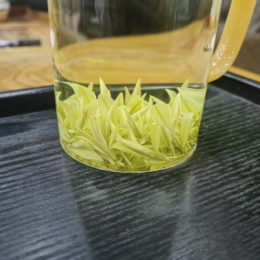 预售奶白黄金芽，最终以新品市场价为准