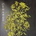 预售奶白黄金芽，最终以新品市场价为准