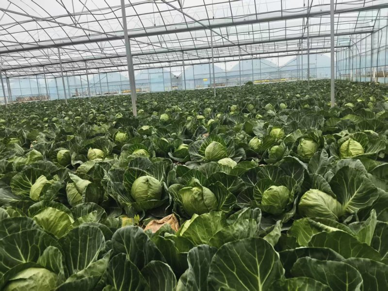 甘蓝，扁包菜，1.5-2斤，