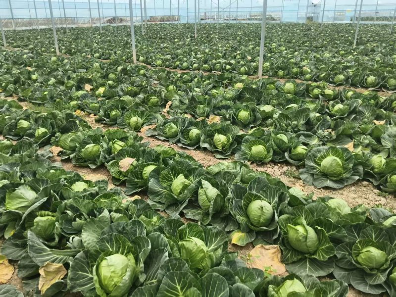甘蓝，扁包菜，1.5-2斤，