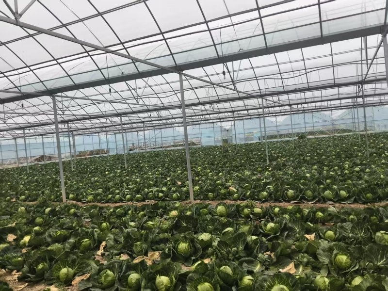 甘蓝，扁包菜，1.5-2斤，