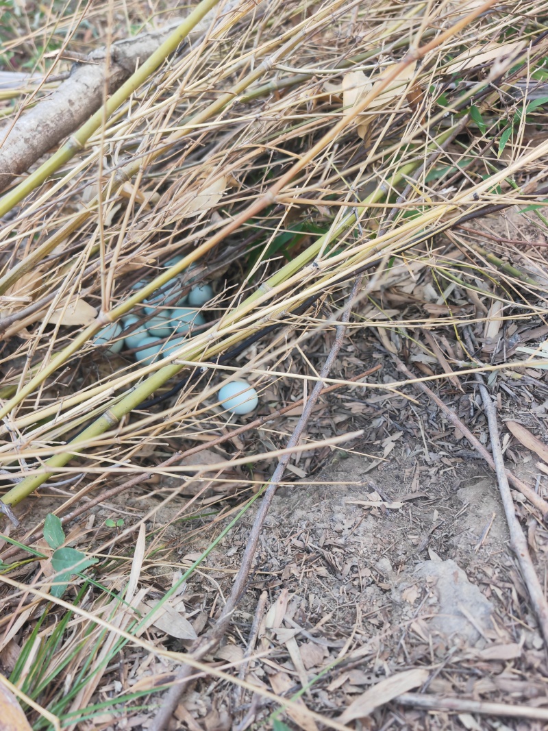 散养绿壳土鸡蛋，土鸡蛋