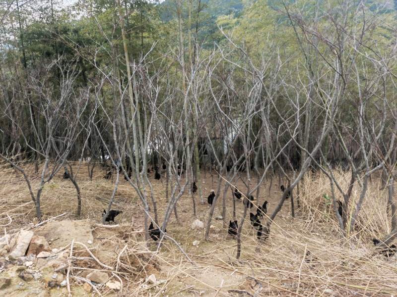 散养绿壳土鸡蛋，土鸡蛋