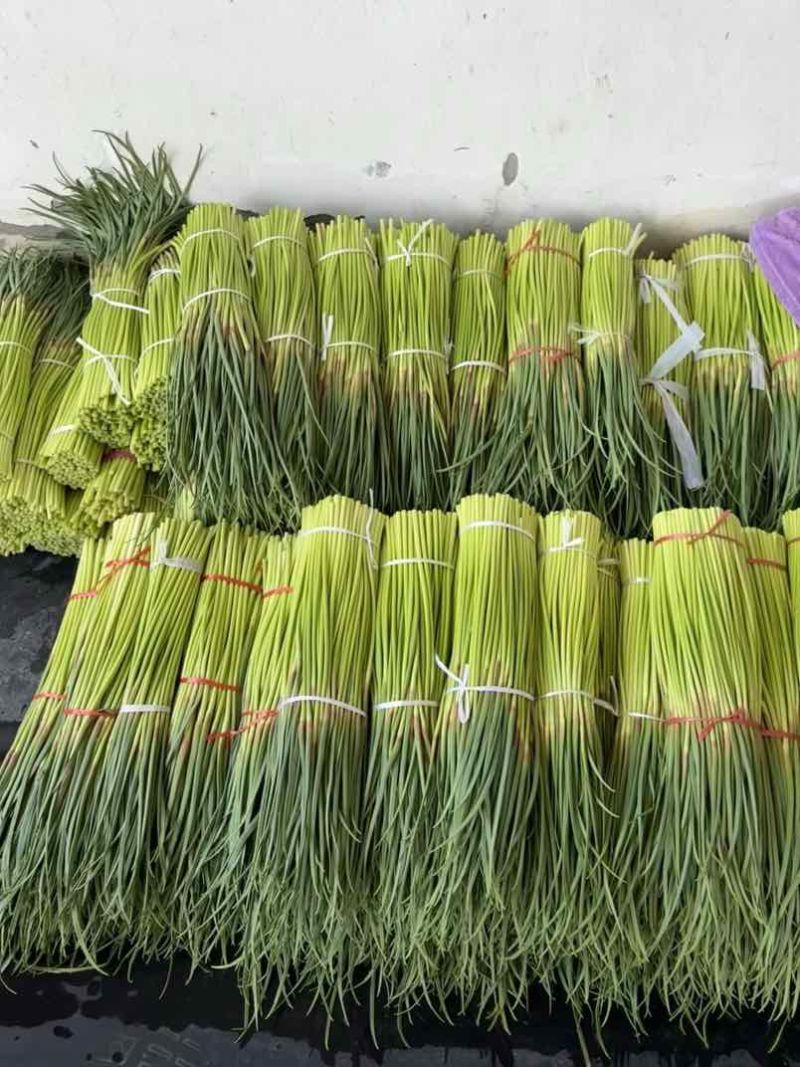 淮阳区红帽蒜苔，白冒蒜苔
