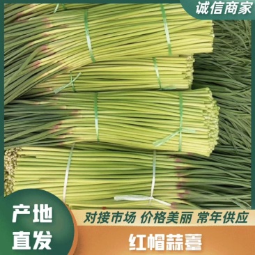 淮阳区红帽蒜苔，白冒蒜苔