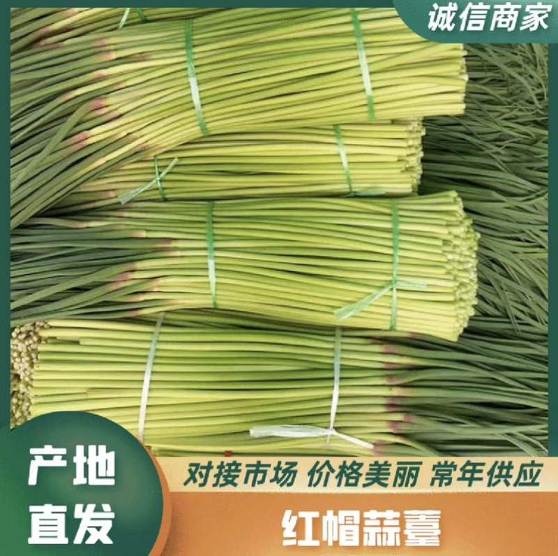 淮阳区红帽蒜苔，白冒蒜苔