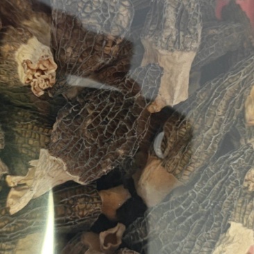 羊肚菌