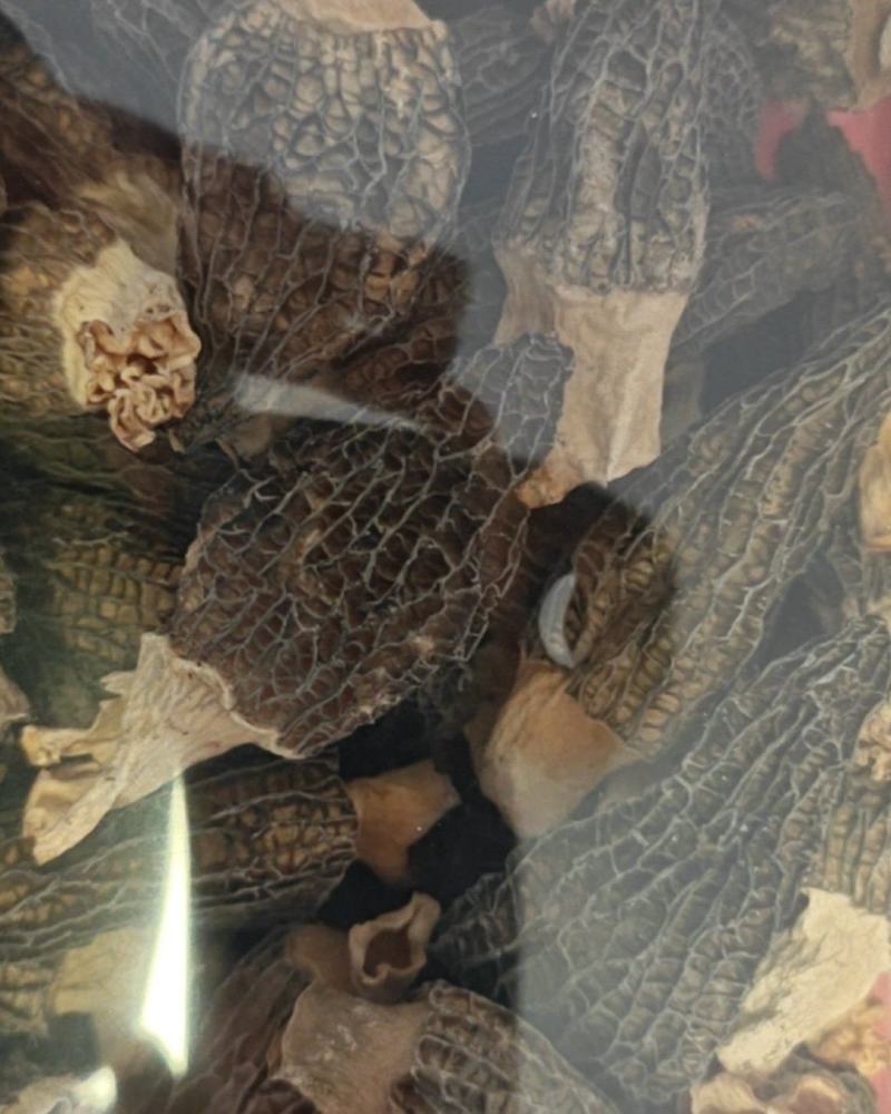 羊肚菌