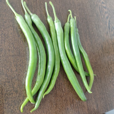 8号线椒
