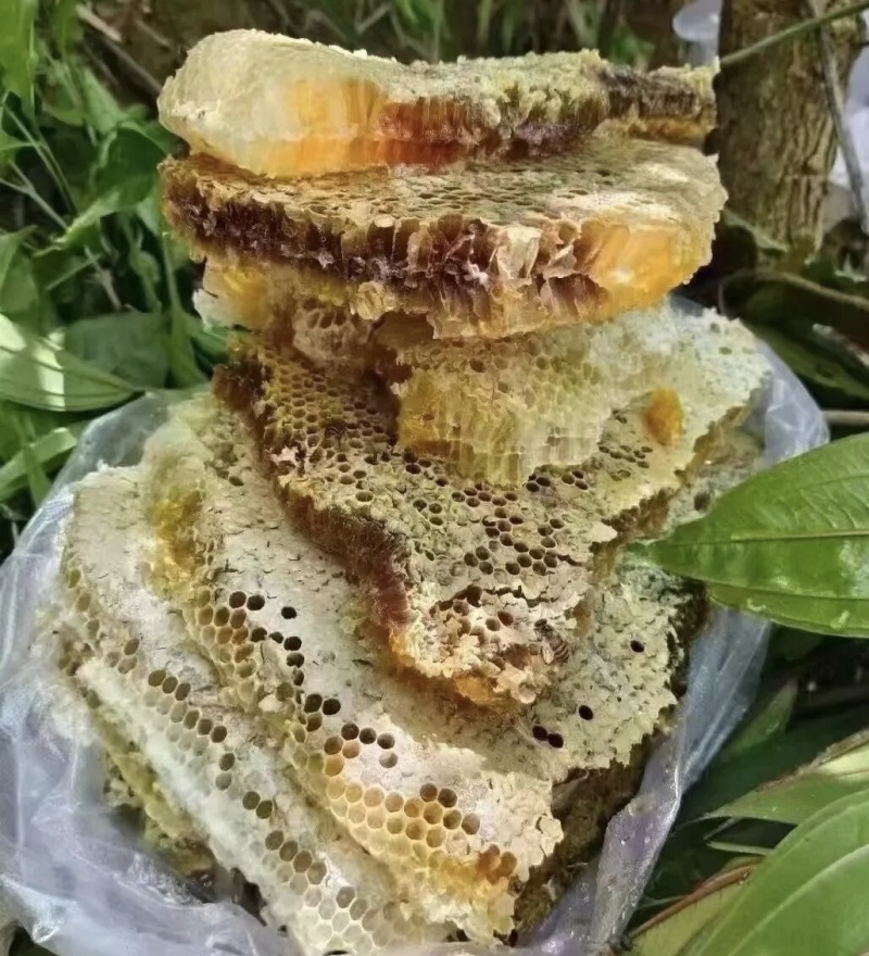 海南尖峰岭野生土蜂蜜
