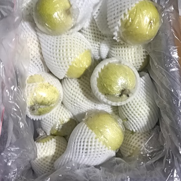青皮皇冠梨