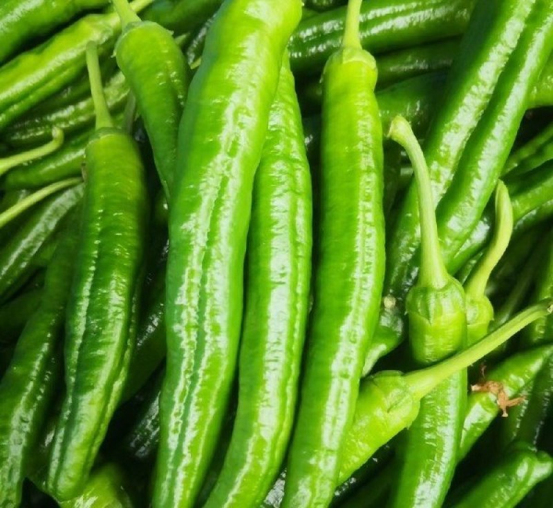广东湛江雷州湘研55辣椒
