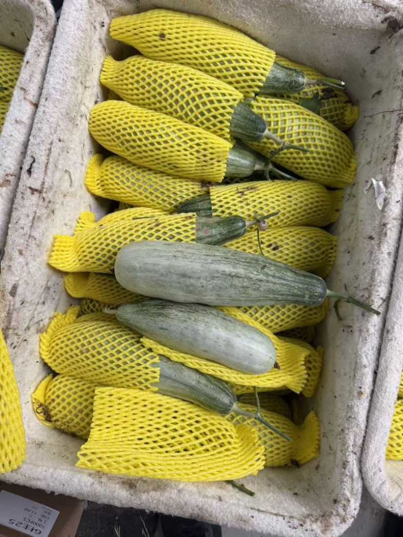 潍坊羊角蜜甜瓜产地代收一件代发对接平台电商