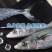 【极速冷链】燕尾鲅鱼新鲜特大马鲛鱼燕鲅鱼鲜活海鲜深海海鱼批发